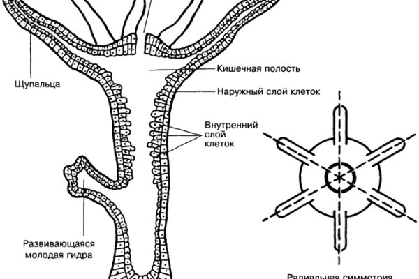 Кракен актуальная ссылка kraken torion net